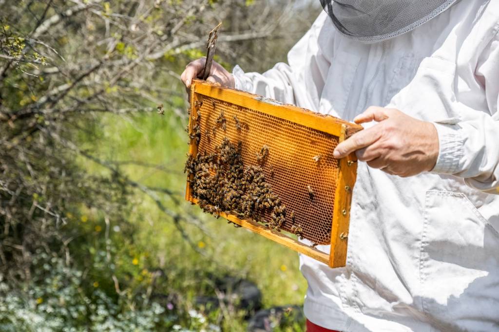 gelée royale bienfaits superaliment ruche abeilles soins santé complément alimentaire